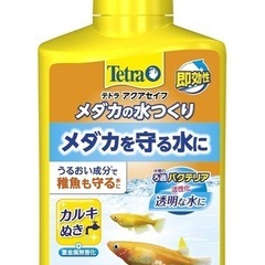 tetra テトラ　水槽の画像
