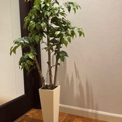 フェイクグリーン(ベンジャミン120cm)