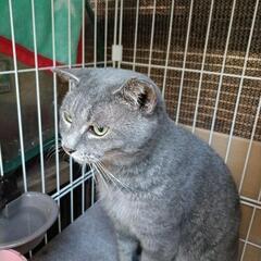 家猫にしてあげたいです。去勢済グレー猫