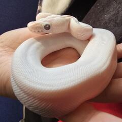 爬虫類好きさん