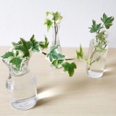 差し上げます♪地植えへデラ　根っこ付きの画像