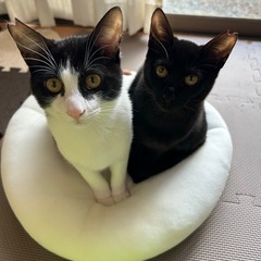 (家族が決まりました)仲良し兄妹の子猫ちゃん🐈🐈‍⬛