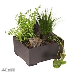 箱庭水草