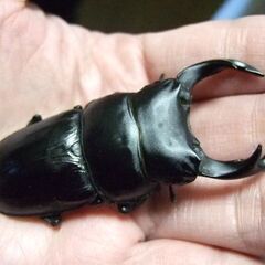 京都府産オオクワガタ F1 ♂72ミリ♀46ミリ　ペアの画像