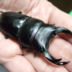 京都府産オオクワガタ F1 ♂72ミリ♀46ミリ　ペアの画像