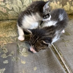 お願いいたします。の画像