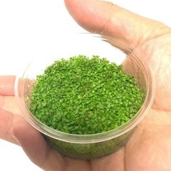 組織培養カップ 前景草　おまかせ