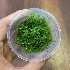 組織培養カップ　中〜後景草　おまかせ