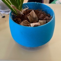 ハイミニビビの鉢