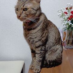 キジトラ猫