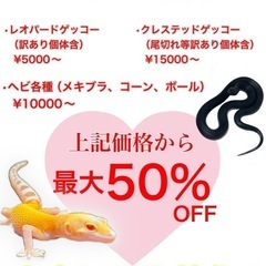 【爬虫類】🐍新年初売り🦎【哺乳類】
