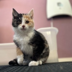 美しいミケ猫の子猫ちゃん　