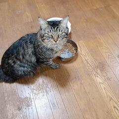 猫ちゃんの餌、砂譲ってもらえないでしょうか？