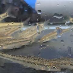 イトモロコの幼魚 3cm程度ですの画像