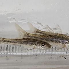 イトモロコの幼魚 3cm程度ですの画像