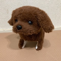 中古　遊んでワンワン　プードル　茶色