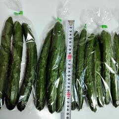 【農家直売】✨！新鮮！✨　きゅうり　5袋（1袋約300〜320g）の画像