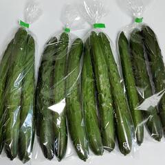 【農家直売】✨！新鮮！✨　きゅうり　5袋（1袋約300〜320g）の画像
