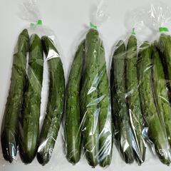 【農家直売】✨！新鮮！✨　きゅうり　5袋（1袋約300〜320g）の画像