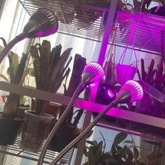 植物育成ライト