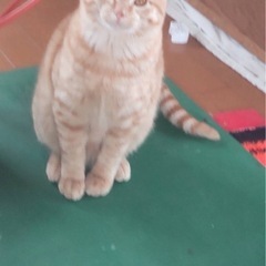 5ヶ月くらいの茶トラです。
