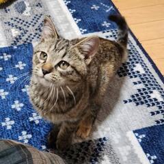 （お見合い決定）m(__)m　「もふ♀」＆ねむ♀