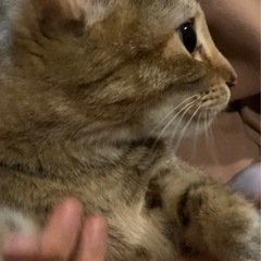 譲渡会参加のホッペちゃん