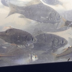 魚　淡水魚　川魚