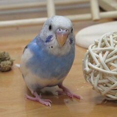 セキセイインコ譲ります 急募
