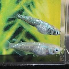 ゴジラ４匹　改良メダカ　無人販売所　Googleマップ掲載