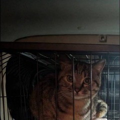 6月28日に生まれた2匹(残りキジトラ1匹です。) - 里親募集