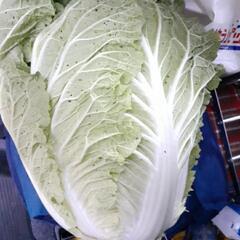 白菜🥬山芋そばセット