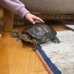 アカミミガメ