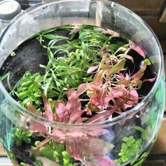 グラスアクア 小型水槽　水草　エビ付きの画像