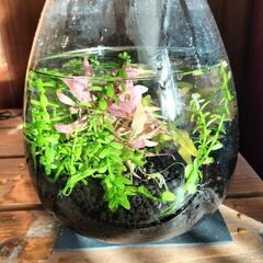 グラスアクア 小型水槽　水草　エビ付きの画像
