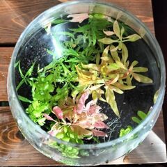 グラスアクア 小型水槽　水草　エビ付きの画像