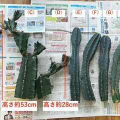 柱サボテン 約53cm（ブランチ1本のみ 極太）※他と合わせ買いOK ※配達OKの画像