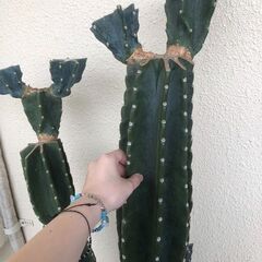柱サボテン 約53cm（ブランチ1本のみ 極太）※他と合わせ買いOK ※配達OKの画像