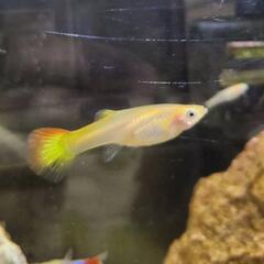 黄色とオレンジの煉獄さんカラーグッピー♡
