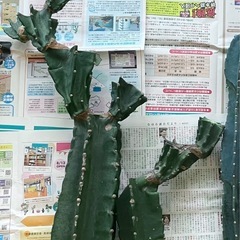 柱サボテン 約53cm（ブランチ1本のみ 極太）※他と合わせ買いOK ※配達OKの画像