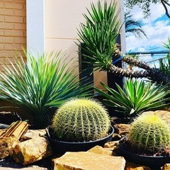 植物+石材+ドライガーデン施工込みセット − 大阪府