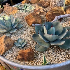 植物+石材+ドライガーデン施工込みセット - 手伝いたい/助けたい