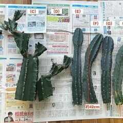 柱サボテン 最長約42cm の6本セット ※他と合わせ買いOK ...