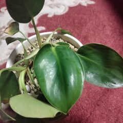Houseplants