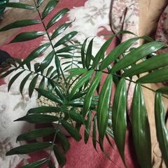 Houseplants