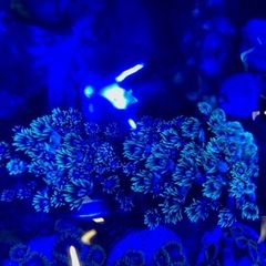 コモチハナガサ サンゴ