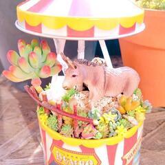 多肉植物の寄せ植えの画像
