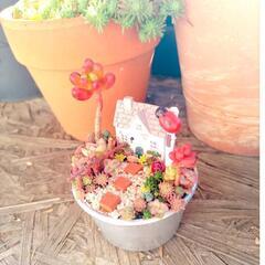 多肉植物の寄せ植え