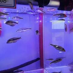日本最安! キクラ sp フォーゴ ±8cm 人工餌食べます。
