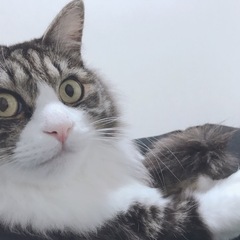 ハル 8才 